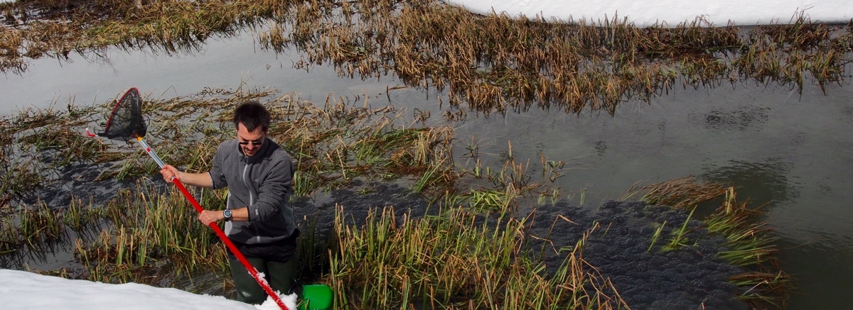 Meitreile fieldwork looking for frogs