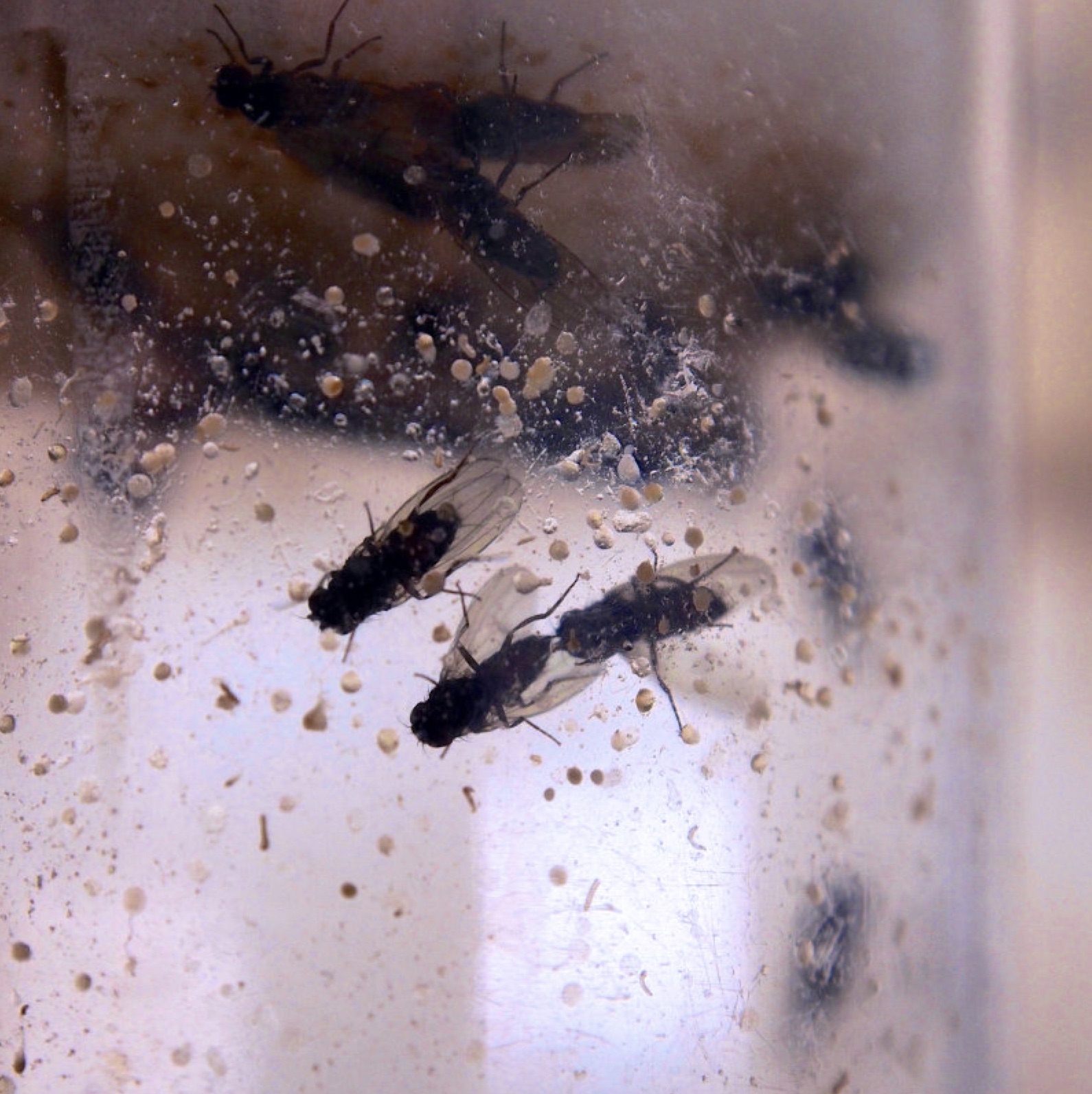 Fly courtship