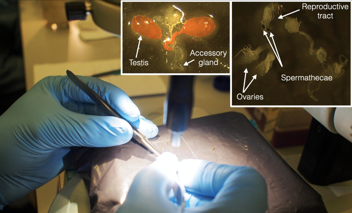 Dissection setup
