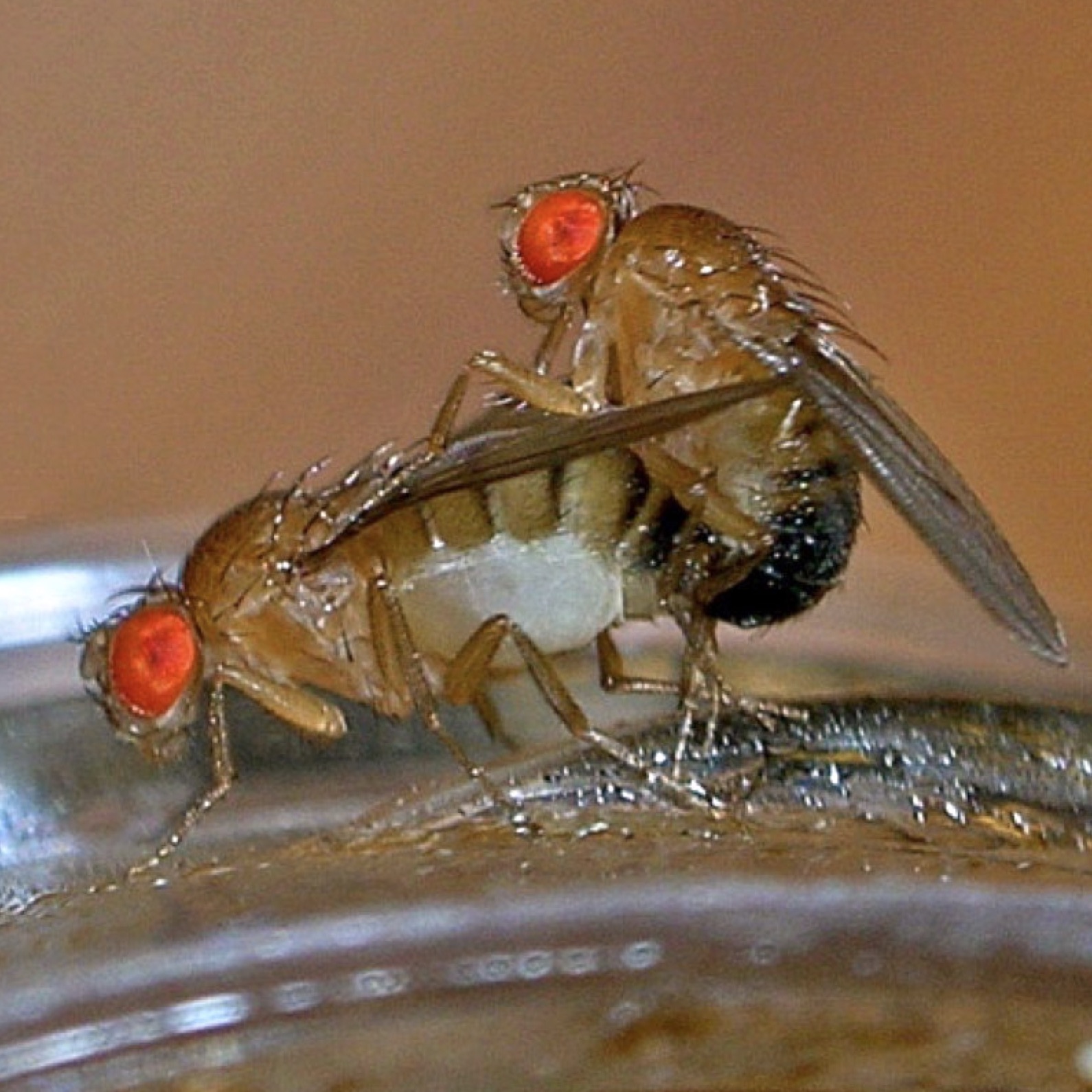 A mating pair