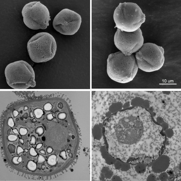 Pollen