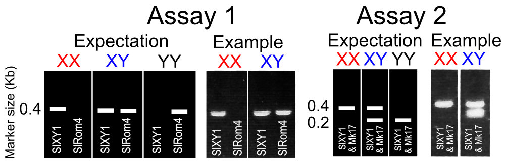 PCR assay