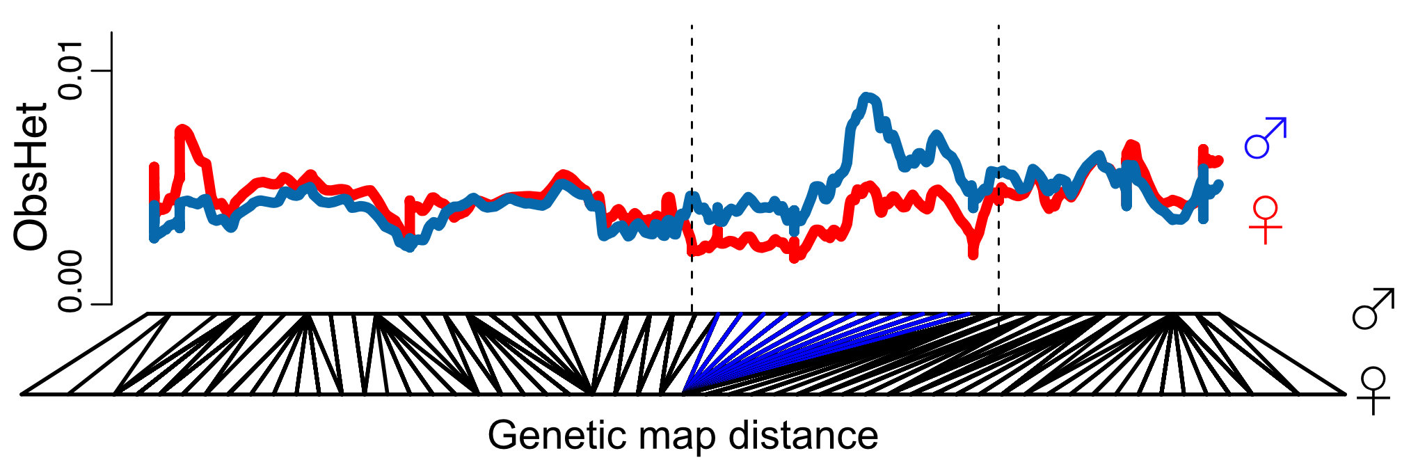 heterozygosity