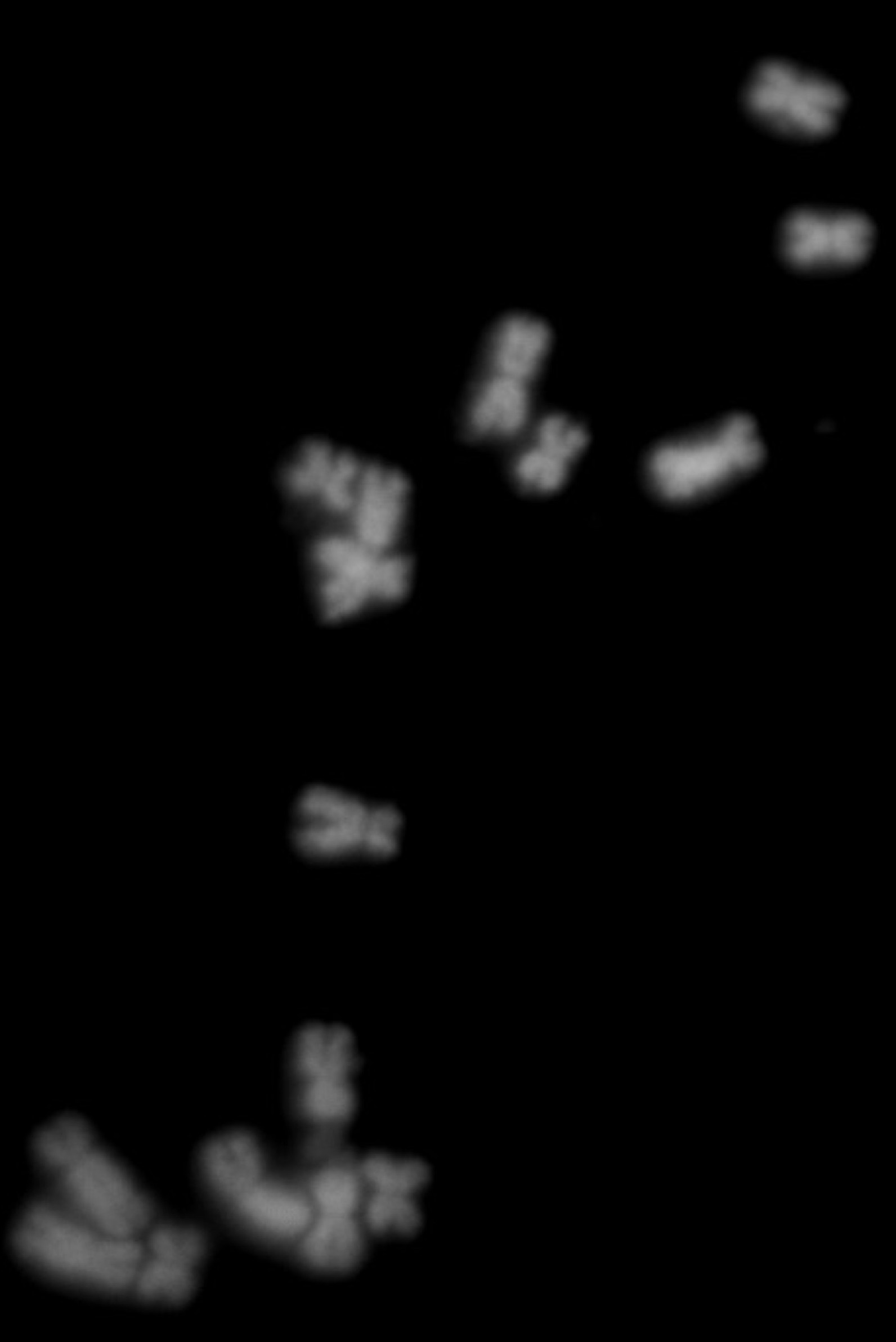 cytogenetics2