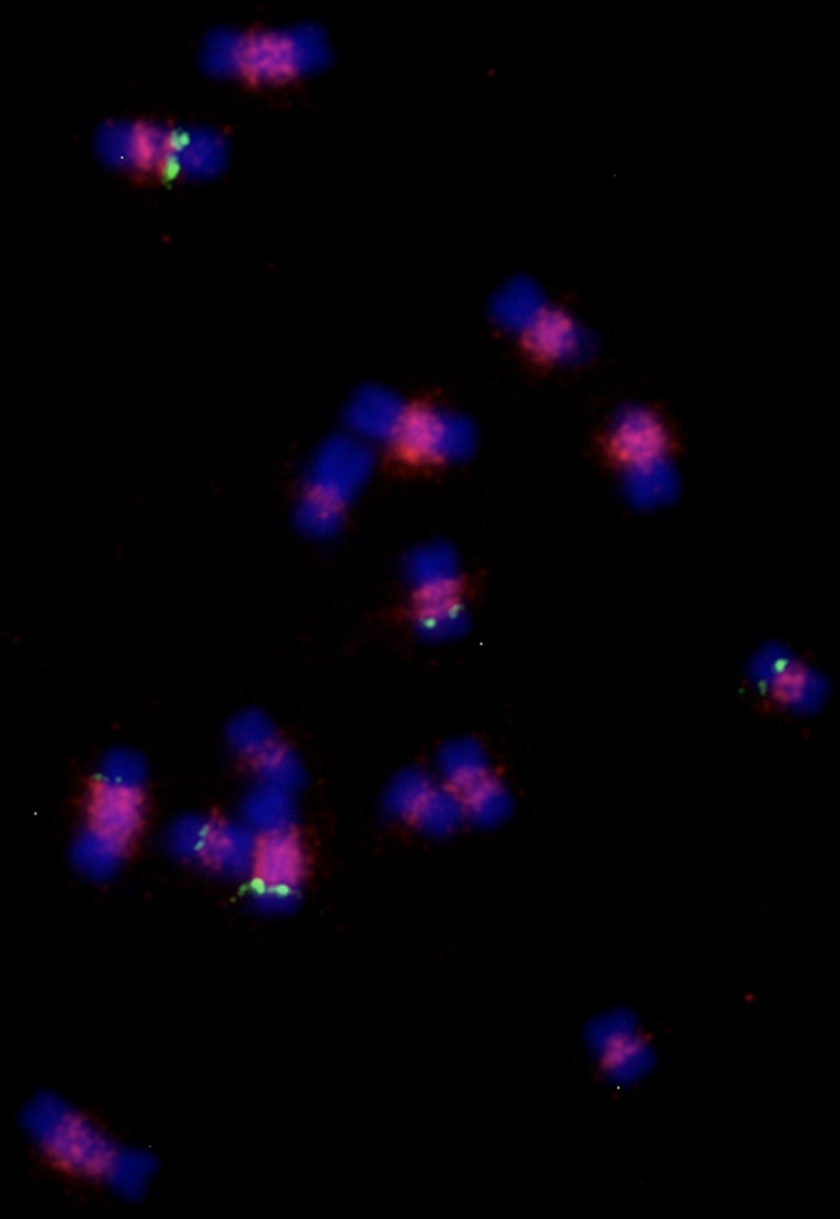 cytogenetics