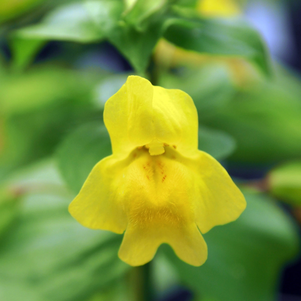 _Mimulus guttatus_